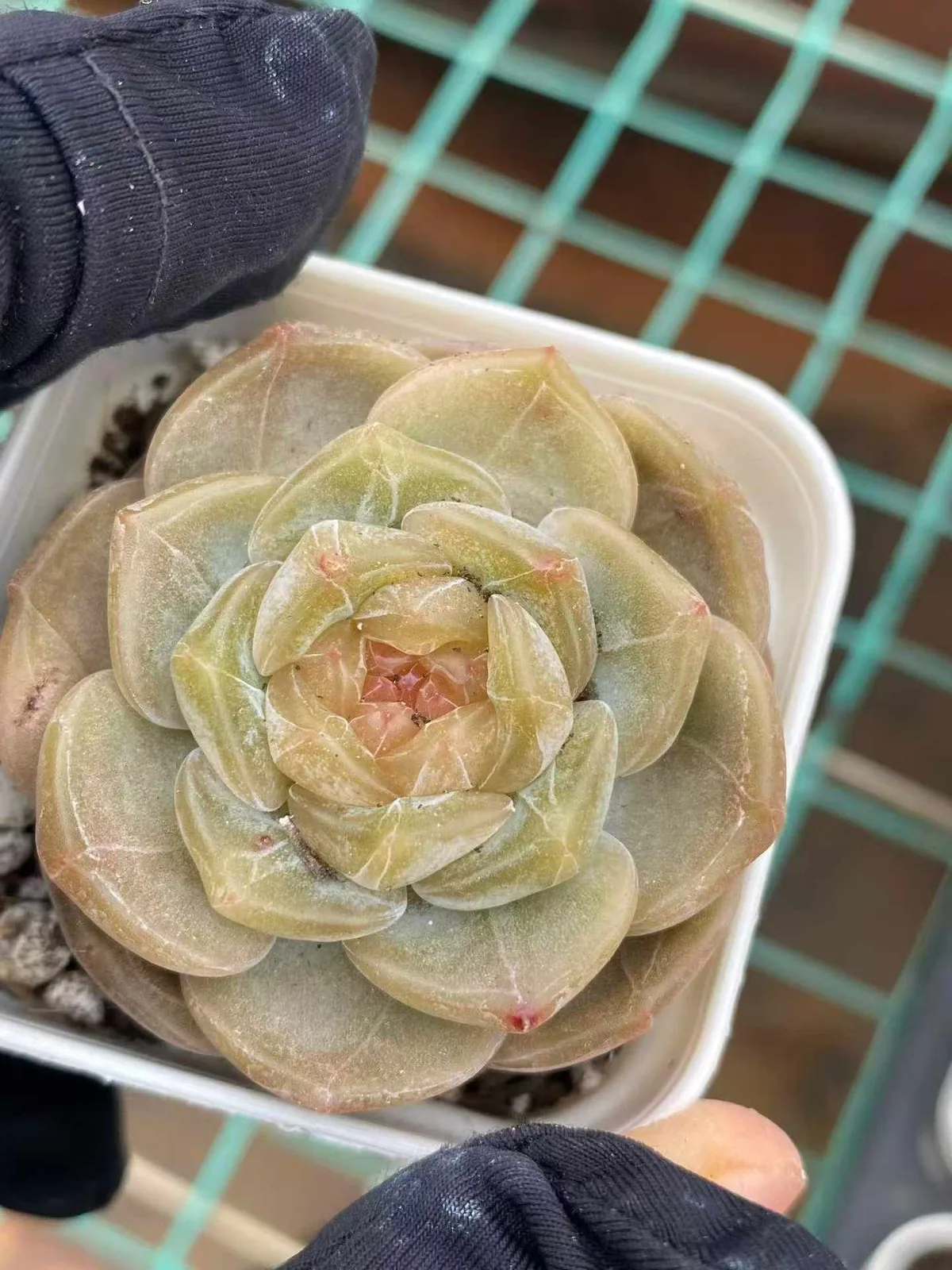 Unnamed Hybrid No. K040 (编号K040) succulent — wholesale bare-root export, SouthQuest Farm