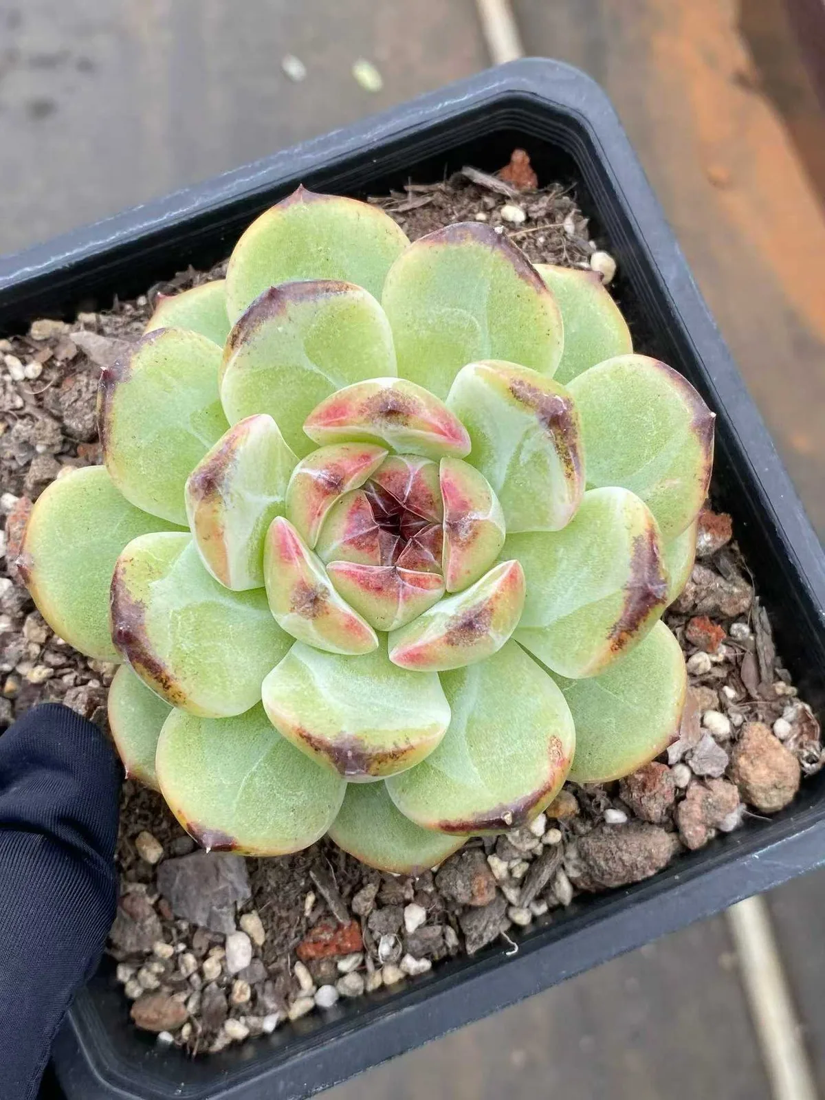 Unnamed Hybrid No. R56 (编号R56) succulent — wholesale bare-root export, SouthQuest Farm