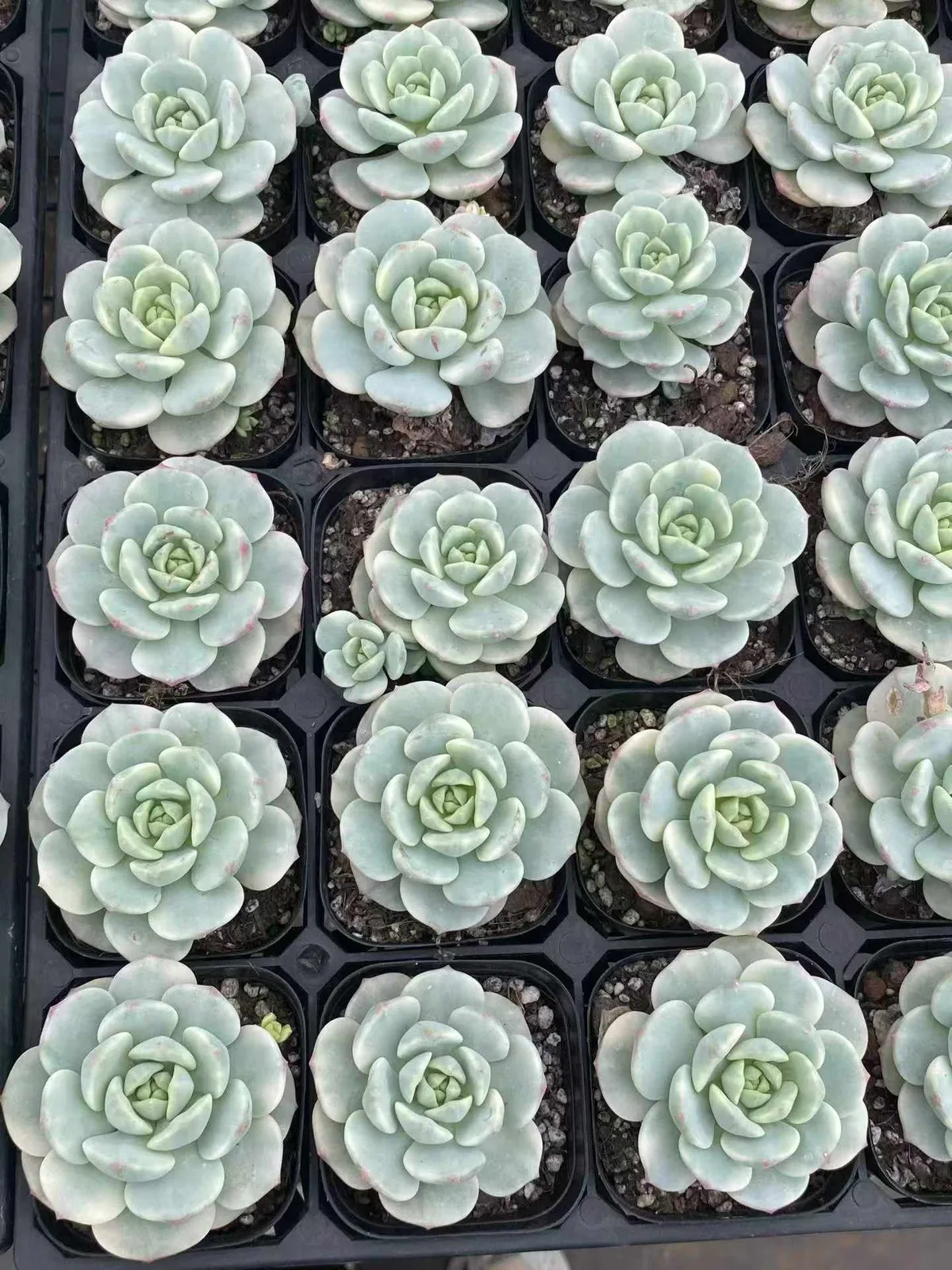 Vanilla Variegated (香草锦) succulent — wholesale bare-root export, SouthQuest Farm