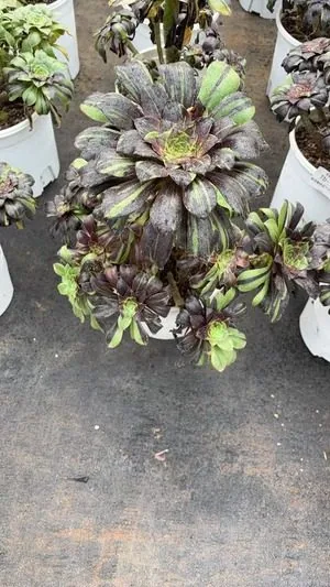 Aeonium 'Voodoo' Streaked Variegated (巫毒拉丝锦) succulent — wholesale bare-root export from Yunnan, China