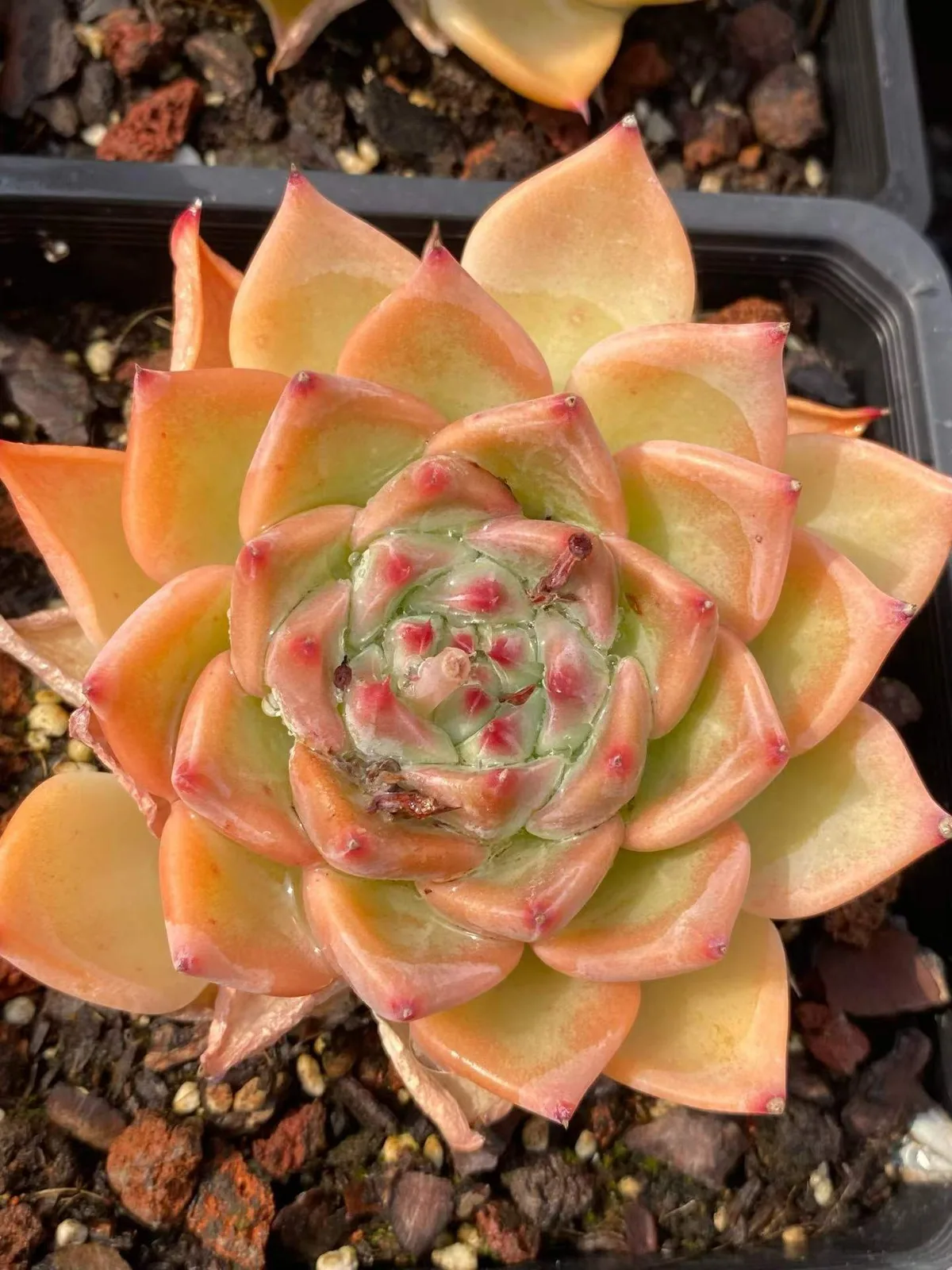 Wedding Ring (婚戒) succulent — wholesale bare-root export, SouthQuest Farm