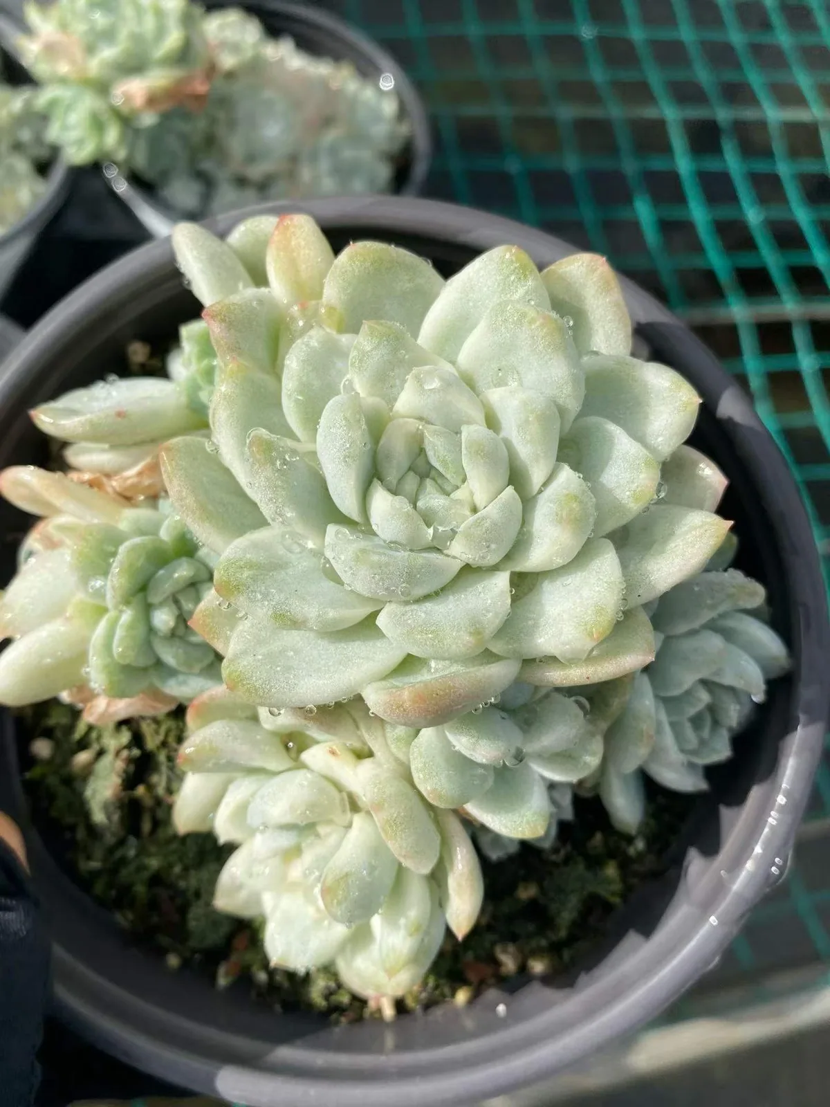 Wheat Straw Variegated (麦秆锦) succulent — wholesale bare-root export, SouthQuest Farm