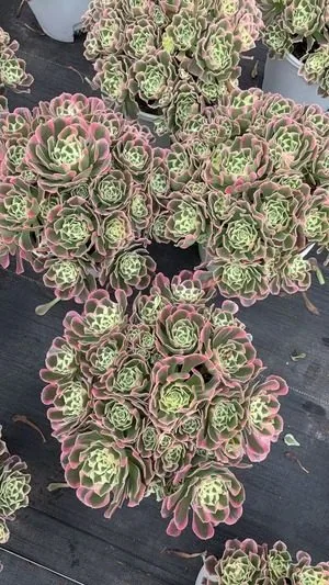 Aeonium 'White Phoenix' Cluster (白凤群) succulent — wholesale bare-root export from Yunnan, China