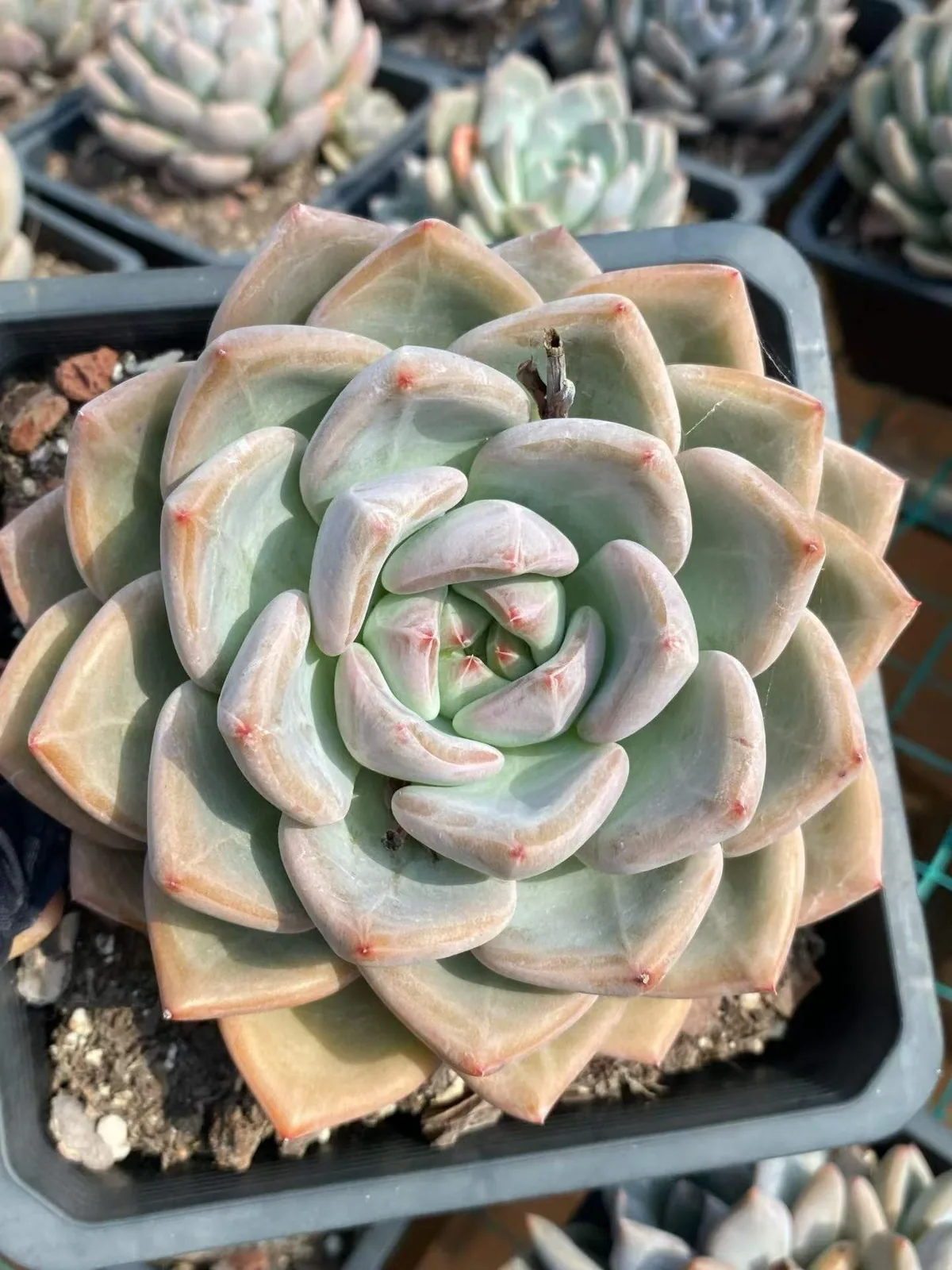 White Spirit (白无常) succulent — wholesale bare-root export, SouthQuest Farm