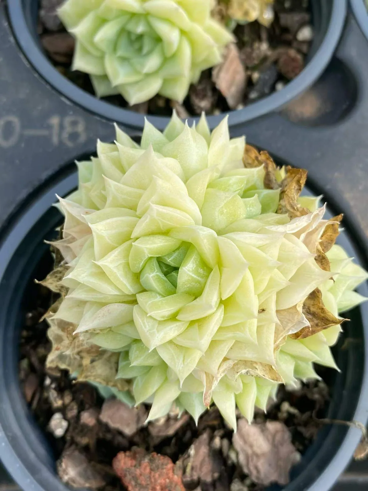White Swan (白天鹅) succulent — wholesale bare-root export, SouthQuest Farm